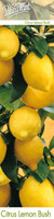 Цитрус лимон (Citris limon)